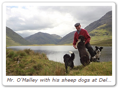 Mr. O'Malley with his sheep dogs at Delphi
