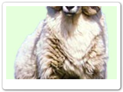 a_connemara_ram