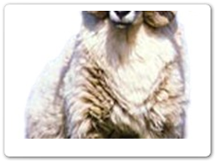 a_connemara_ram2