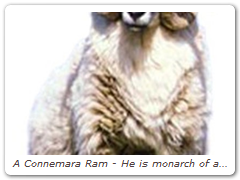 A Connemara Ram - He is monarch of all he surveys