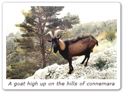 A goat high up on the hills of connemara