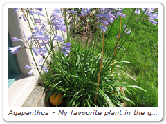Agapanthus - My favourite plant in the garden