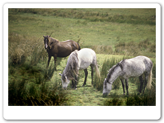 Connemara Ponies